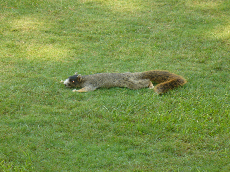 2007/09(Sept)/02(Pinehurst-Rossie-Camera)/800x600_2006-09-26 20-25-03.JPG